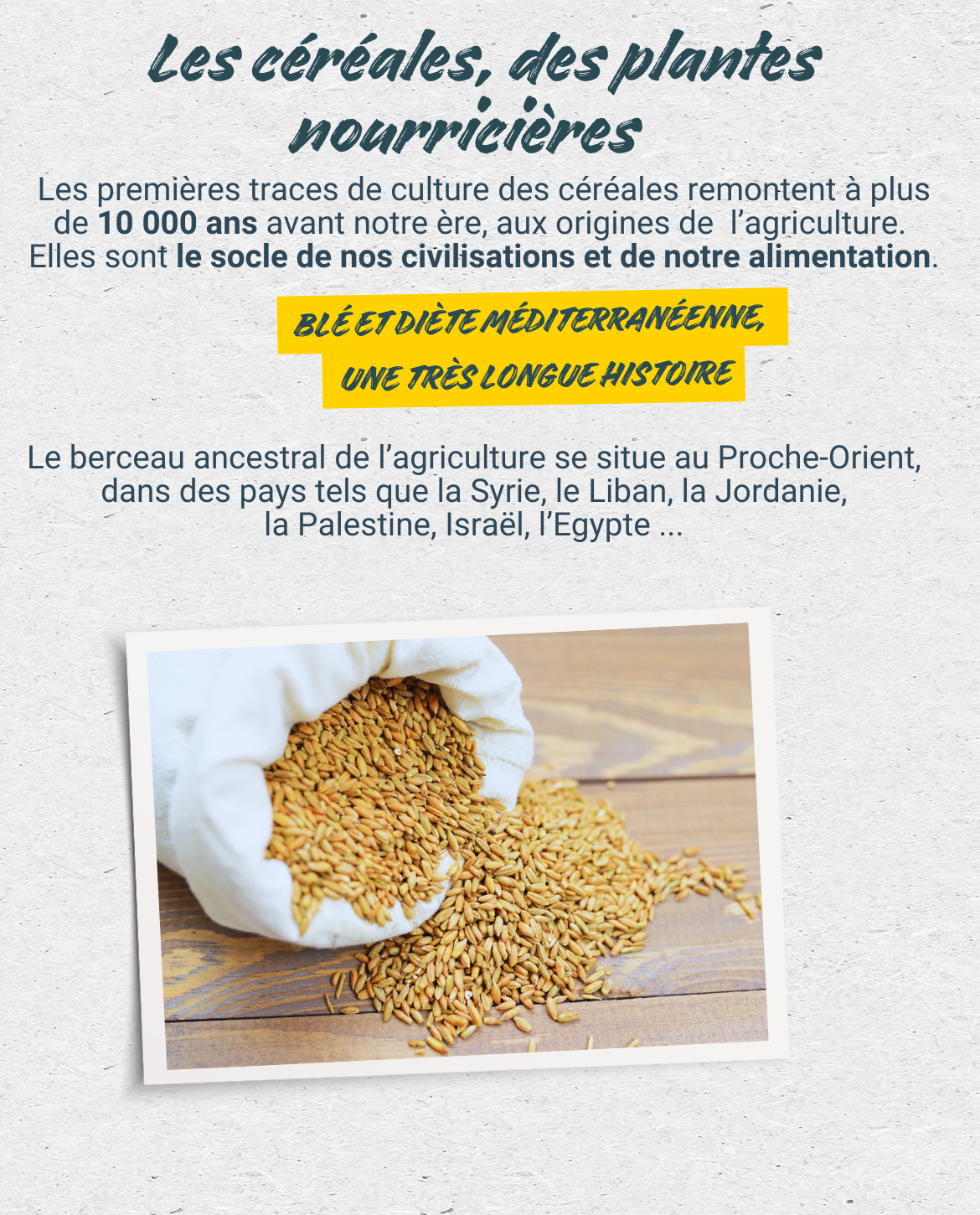 Les céréales, des plantes nourricières
