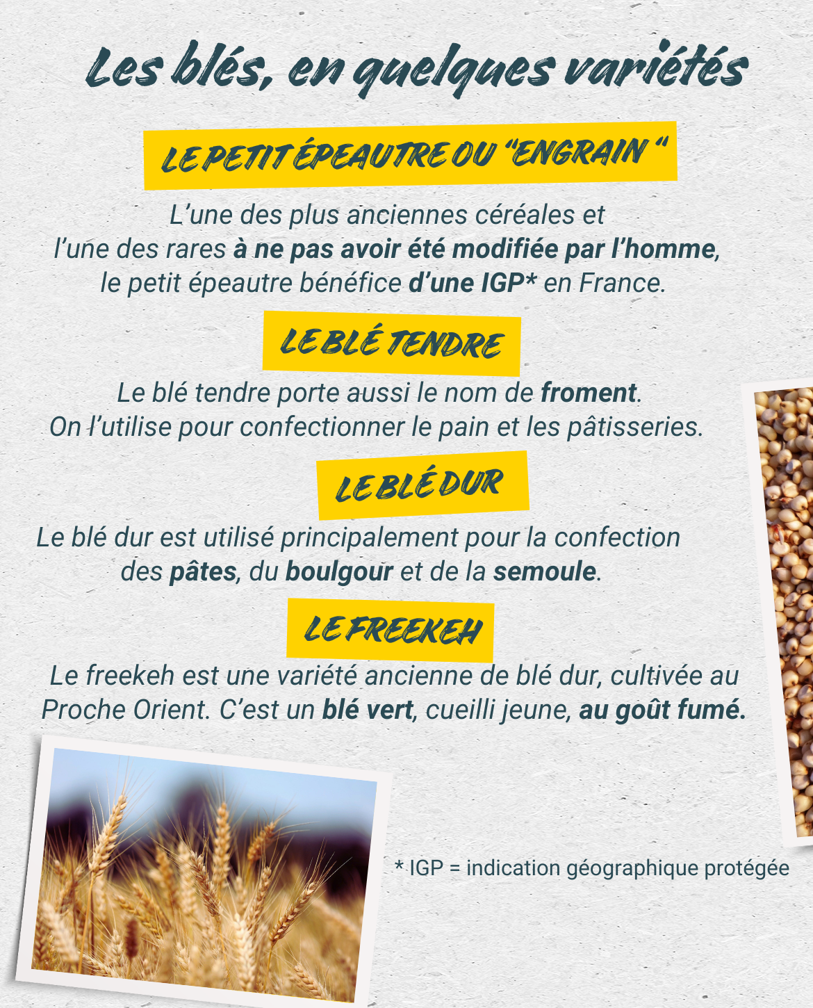 Les blés, en quelques variétés