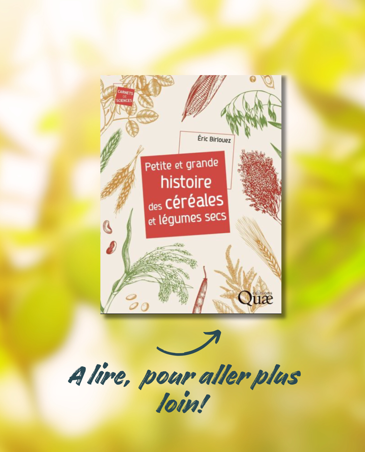 Petite et grande histoire des céréales et légumes secs