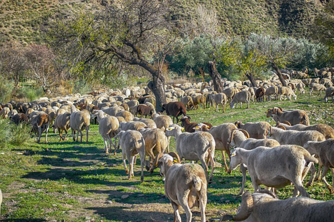 La Région Sud, l’un des modèles d’agriculture durable en méditerranée ?