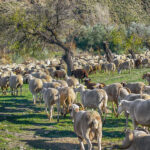 La Région Sud, l’un des modèles d’agriculture durable en méditerranée ?