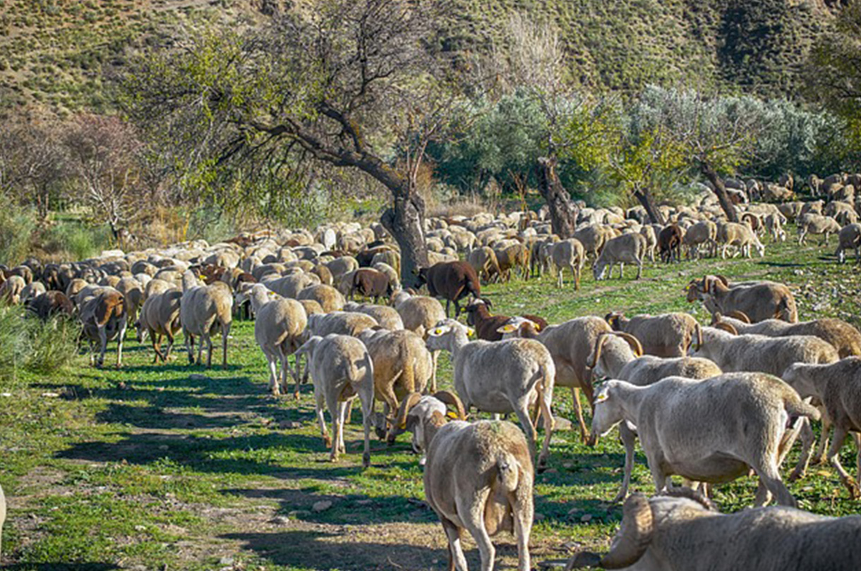 La Région Sud, l’un des modèles d’agriculture durable en méditerranée ?