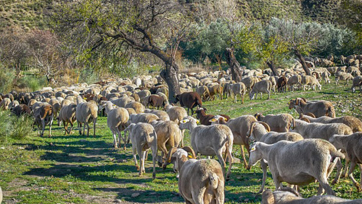 La Région Sud, l’un des modèles d’agriculture durable en méditerranée ?