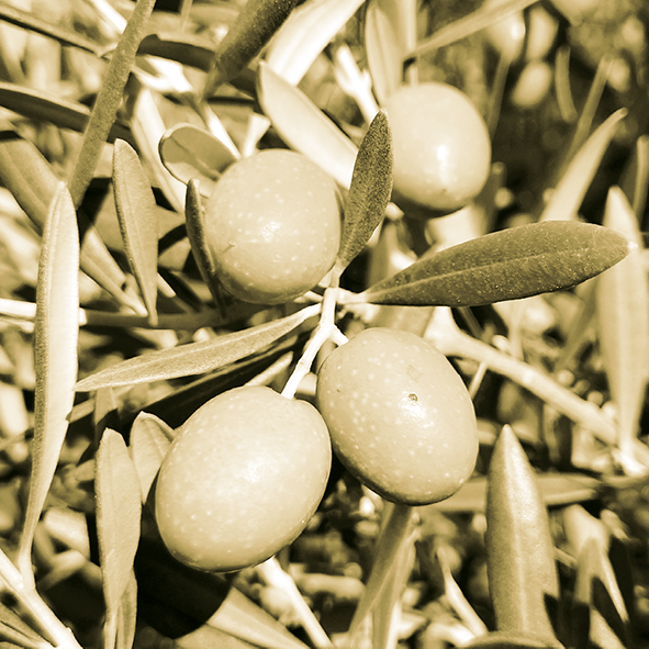 Olive Filtre
