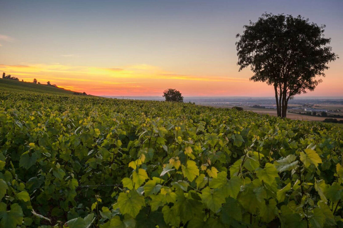 Blé, olivier et vigne, la triade méditerranéenne