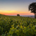 Blé, olivier et vigne, la triade méditerranéenne