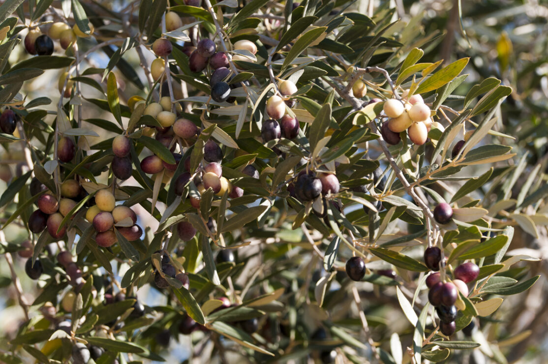 Les Olives Chemlali de Tunisie