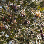 Les Olives Chemlali de Tunisie