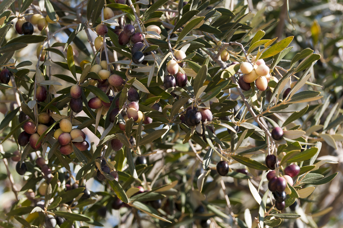Les Olives Chemlali de Tunisie