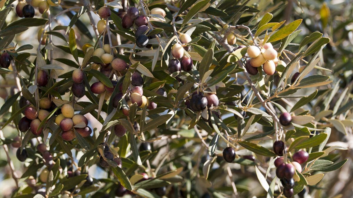 Les Olives Chemlali de Tunisie