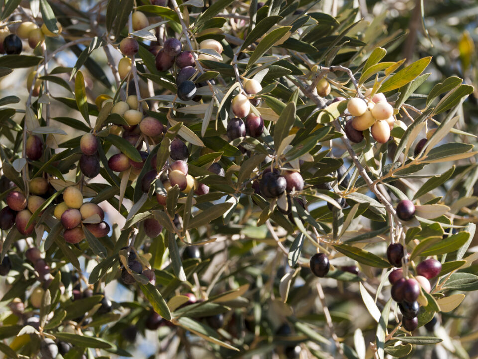 Les Olives Chemlali de Tunisie