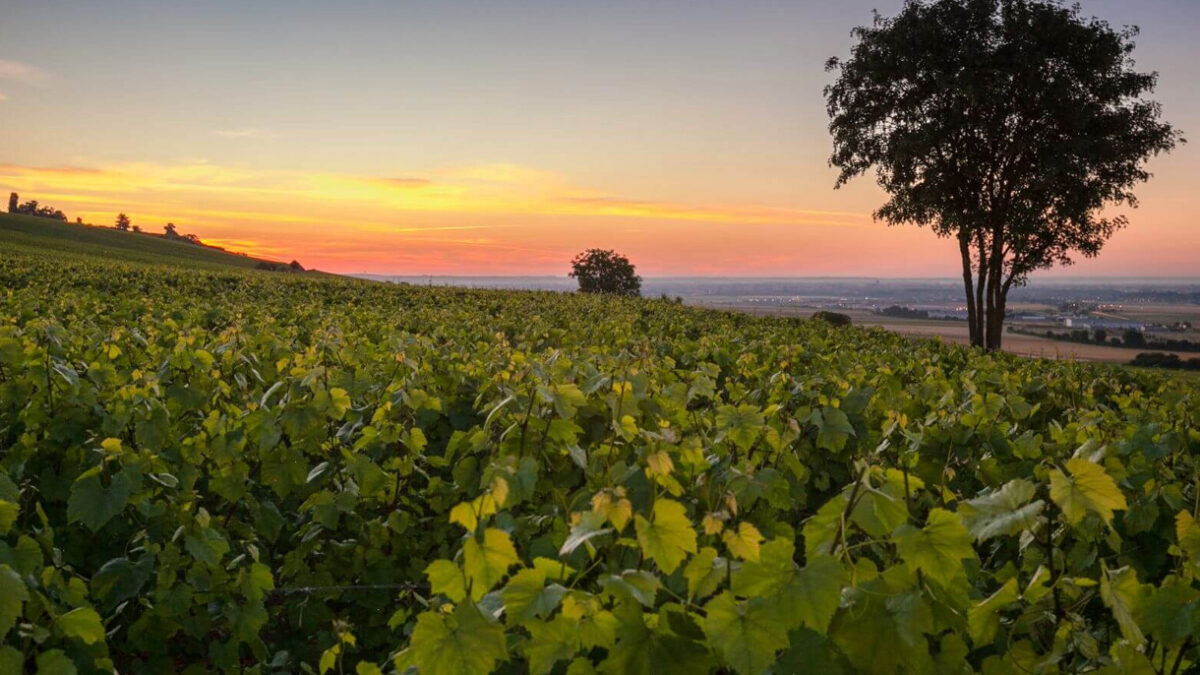 Blé, olivier et vigne, la triade méditerranéenne