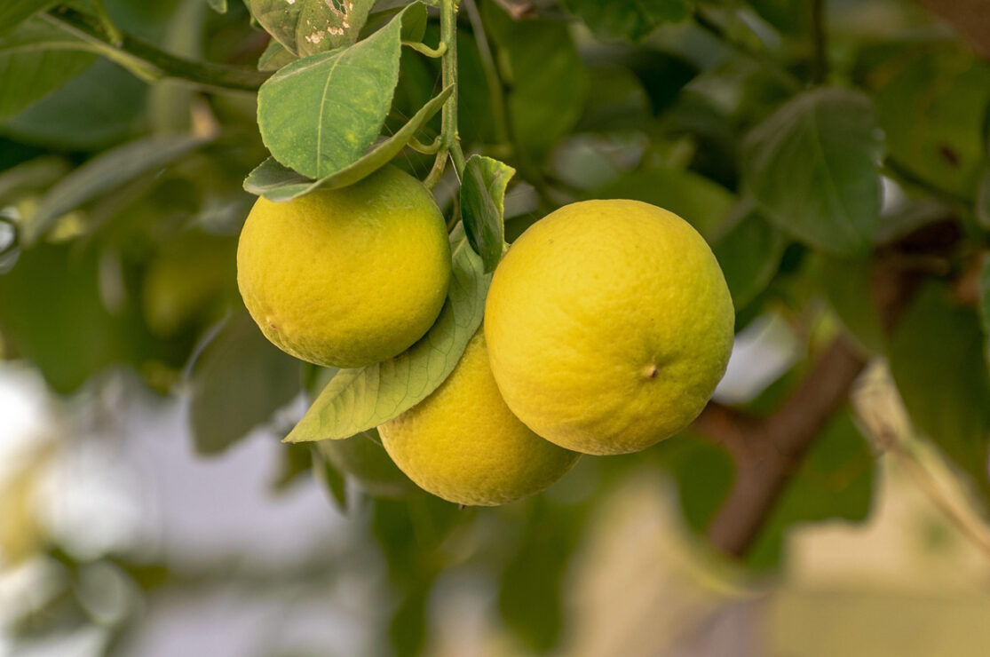 Les agrumes en Méditerranée, des parfums venus d'ailleurs?
