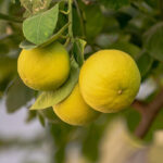 Les agrumes en Méditerranée, des parfums venus d'ailleurs?