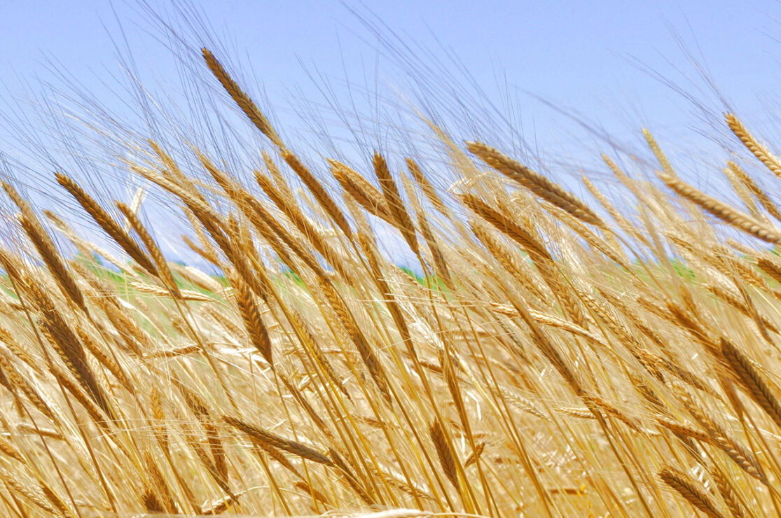 Petit épeautre bienfaits