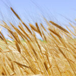 Petit épeautre bienfaits