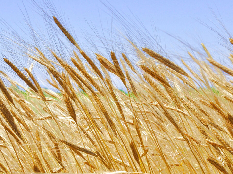 Petit épeautre bienfaits